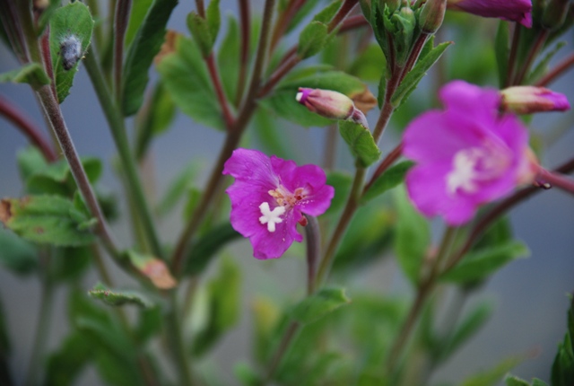 Epilobium hirsutum